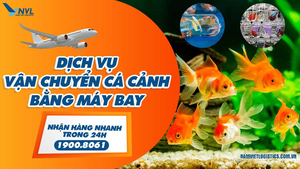 Nam Việt Logistics